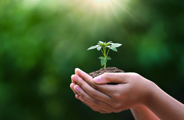 在绿色的自然背景下，孩子们手握着阳光下的幼苗。概念生态地球日图片下载