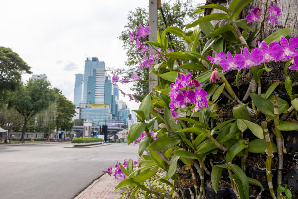 曼谷市和蓝毗尼公园图片下载