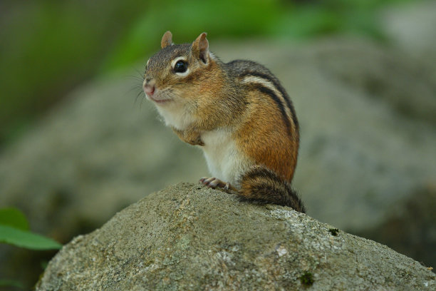 花栗鼠特写肖像图片下载