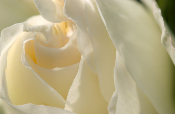 象牙白玫瑰花瓣纹理(阳光明媚的户外特写微距照片)图片下载