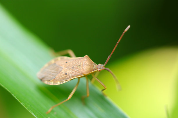 竹叶上的盾虫、独角角虫(Hoshiharabirokamemushi)(阳光明媚的户外特写微距照片)图片下载