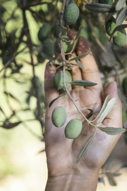 橄榄树中的女人图片下载
