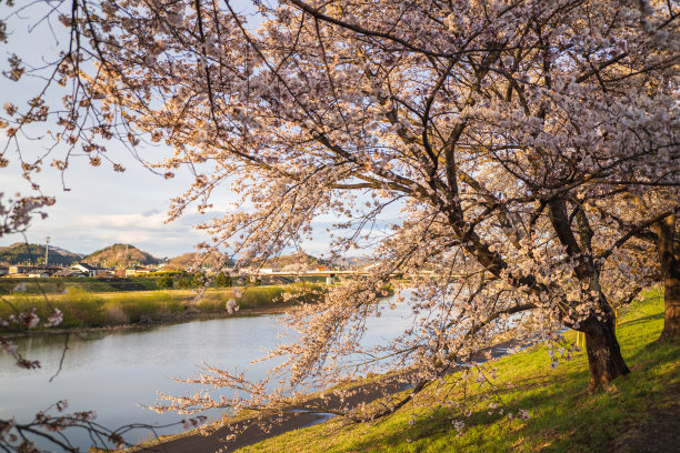 樱花，仙台，宫城县，日本图片下载