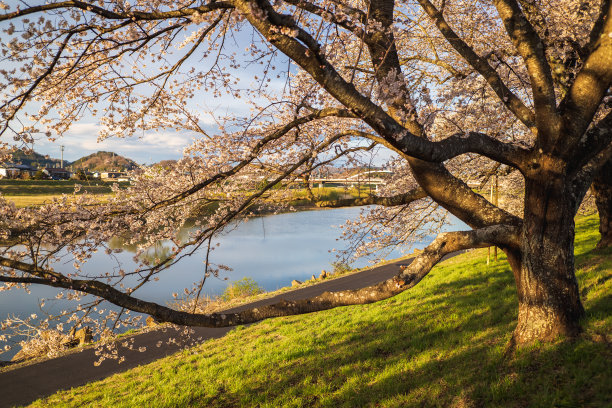 樱花，仙台，宫城县，日本图片下载