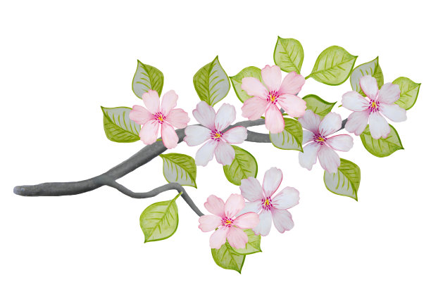 水彩画的一棵开花的白苹果树树枝。图片下载