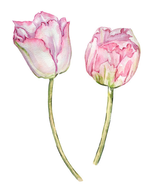 粉色郁金香的水彩手绘插图。图片下载