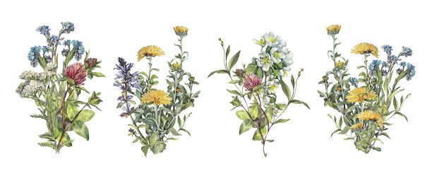 设置水彩花束与草地或野花隔离在白色背景。蓍草别忘了我，三叶草，肺草，苹果花。野生植物的婚礼邀请。夏春手绘剪贴画图片下载