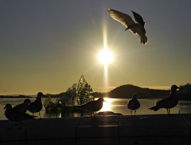 一只海鸥在挪威奥斯陆的日落边降落。图片下载