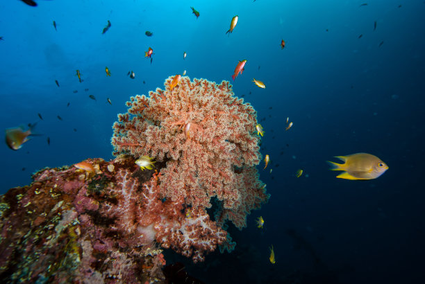 珊瑚礁水下景观图片下载