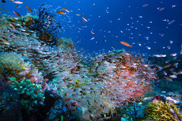 珊瑚礁水下景观图片下载