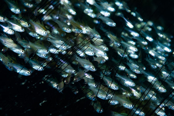 泻湖红雀鱼Zoramia珍珠岩图片下载