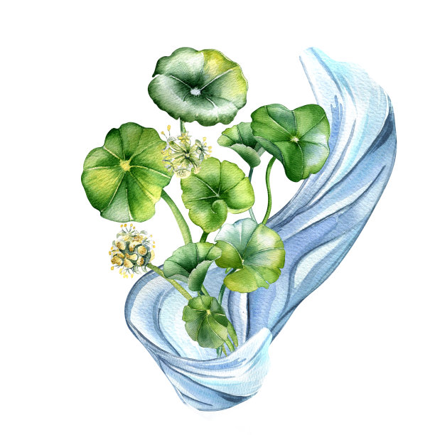 积雪草草本植物组成水彩插图孤立在白色。草草、可乐水形、可乐、花手绘。包装、标签、包装的设计元素图片下载