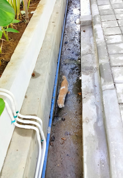 橙色的猫图片下载