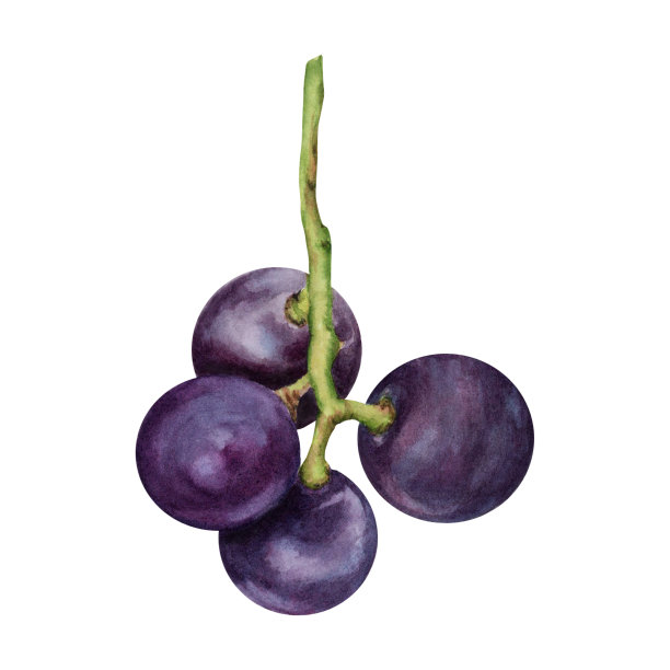 红葡萄水彩手绘插图孤立在白色的背景。图片下载