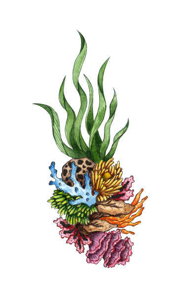 水藻和珊瑚水彩图片下载