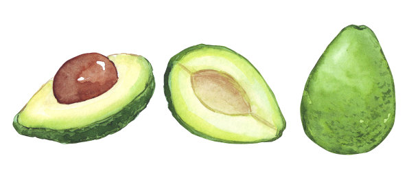 水彩风格的牛油果在白色的背景。牛油果插图图片下载