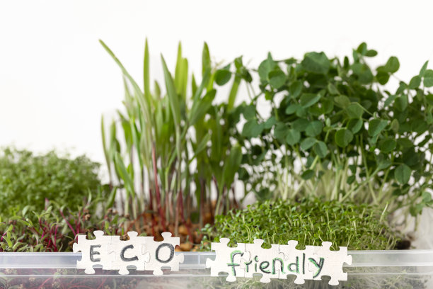 有种子和根的萝卜小菜。种子在家里发芽。图片下载