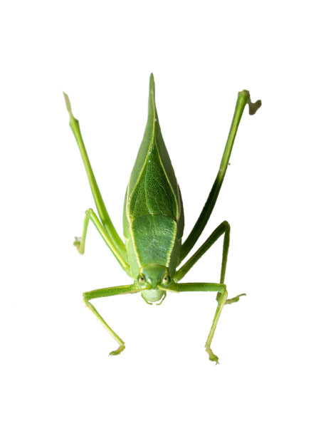 白色背景上分离的巨型蝈蝈(Stilpnochlora couloniana) -图片昆虫图片下载