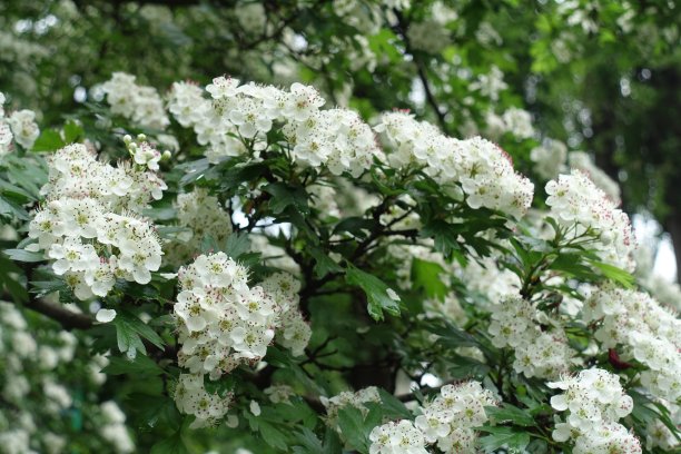 五月，普通山楂开满了白花图片下载