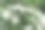 五月，普通山楂开满了白花图片下载