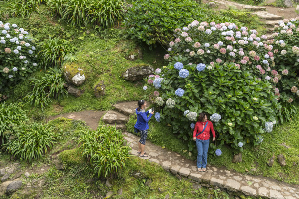 妇女在亚速尔群岛圣米格尔的大绣球花旁图片下载