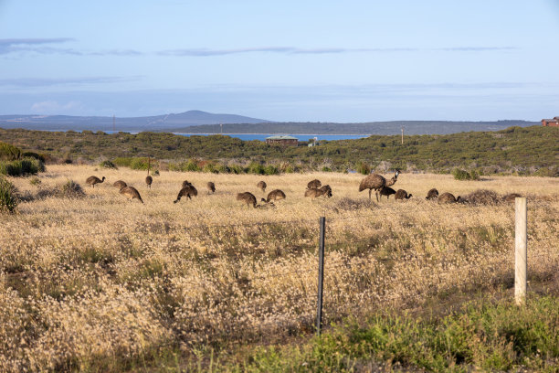 鸸鹋的家庭图片下载