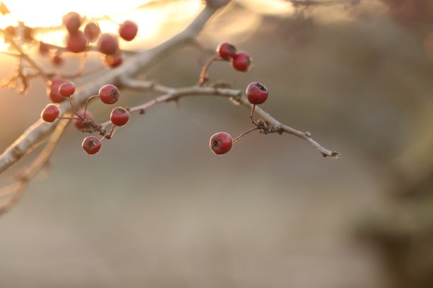 红色浆果图片下载