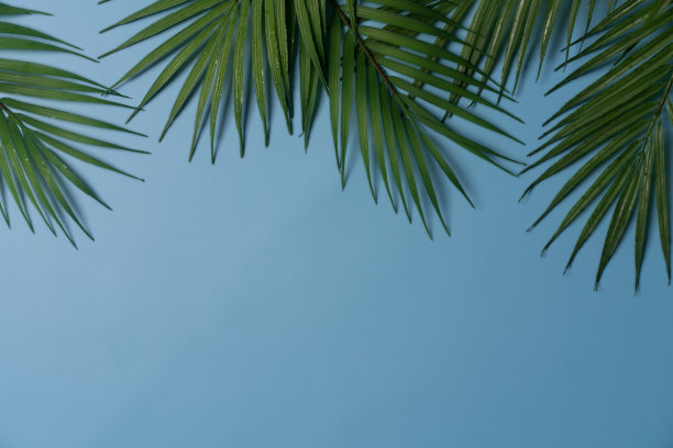 棕榈叶枝俯视图图片下载