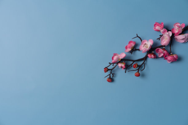 樱花枝。图片下载