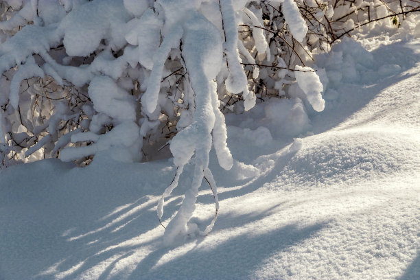 树枝上覆盖着雪。图片下载