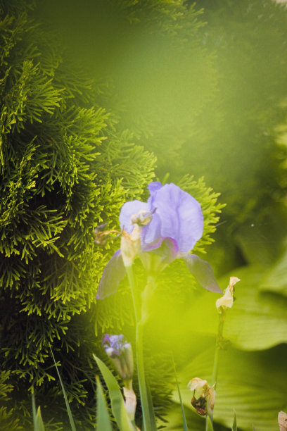 Lule bazhure图片下载