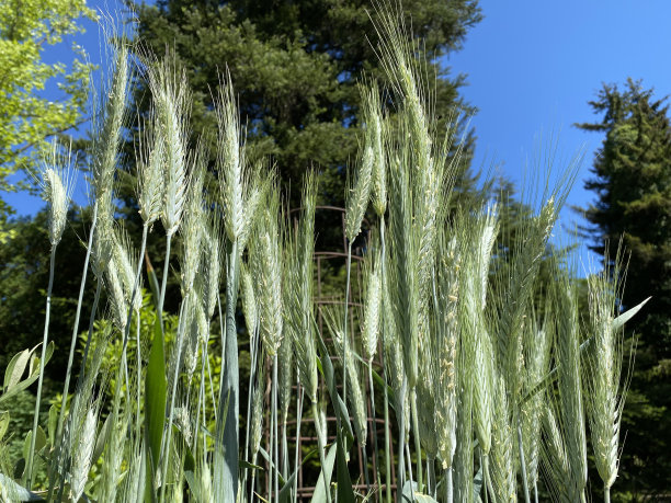 硬粒小麦(Triticum Durum)，硬粒小麦，der Hartweizen, Durumweizen, Glasweizen和der hardt - weizen(瑞士苏黎世大学植物园)图片下载