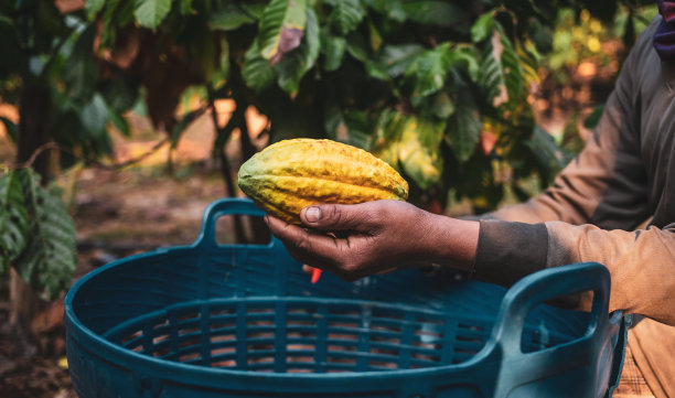 收获农业可可果实生产。黄色成熟的可可荚在一个篮子里，黄色成熟的可可荚在农民的手中图片下载