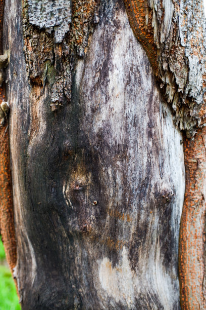 老树干图片下载
