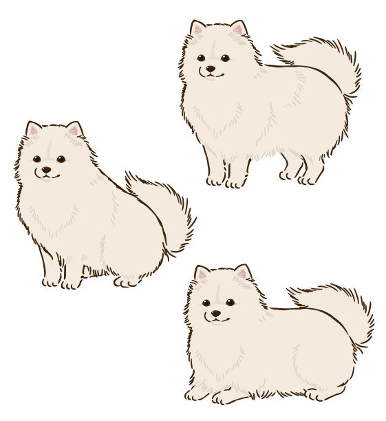 各种姿势的波美拉尼亚犬(白色毛色)图片下载