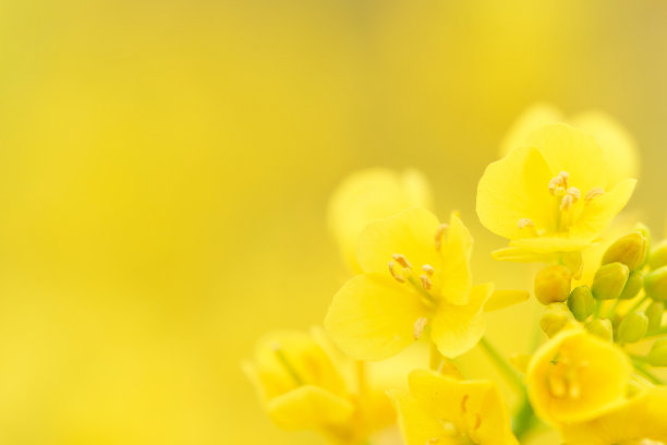 黄色背景上的油菜籽花瓣特写图片下载