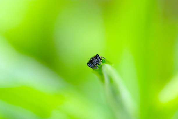 日本Karasuhaetori蜘蛛的可爱肖像，在竹叶的边缘摆姿势(rene atrata，明亮的绿色背景近距离微距照片)图片下载
