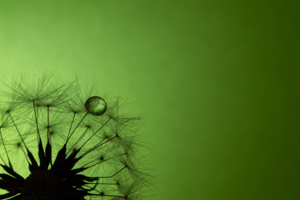 蒲公英绒毛上的水滴图片下载