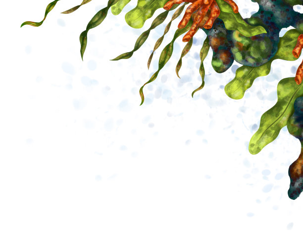 由热带珊瑚、藻类、石头制成的水平海洋框架。水下野生世界，数字插图在一个白色的背景。用于设计、包装、海报、明信片、纺织品纪念品图片下载