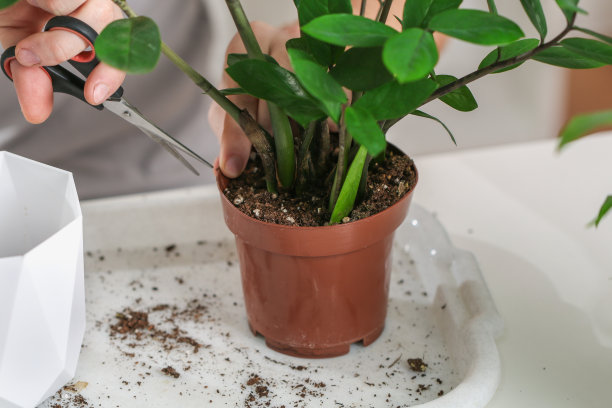 将扎米库尔卡从一个小盆移植到一个大盆。一名男子用剪刀剪破一个旧花盆，拔除长满鳞茎的室内植物。春天的园艺。图片下载