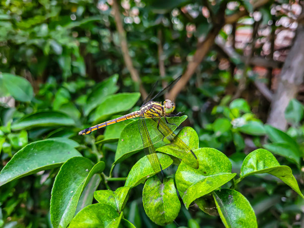 蜻蜓坐在草叶上图片下载