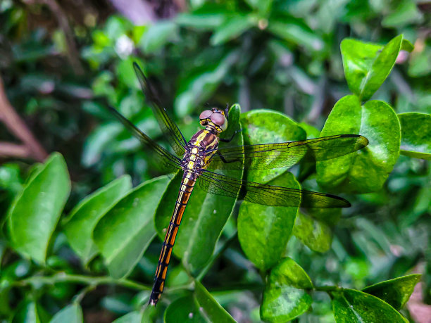 蜻蜓坐在草叶上图片下载