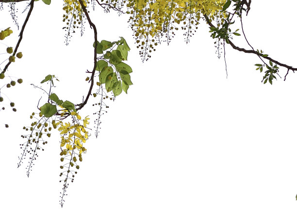 金色的淋浴树孤立在白色的背景。图片下载