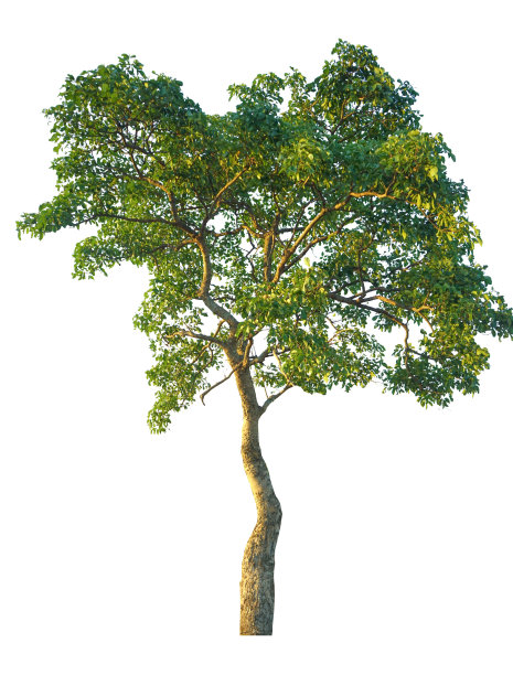 孤立在白色背景上的树木。图片下载
