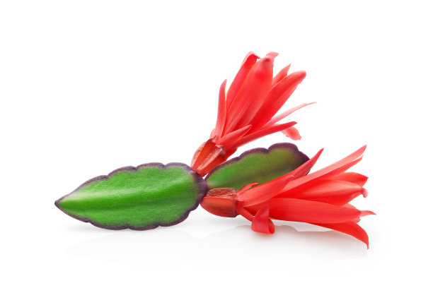 圣诞仙人掌红色斯伦贝谢与花孤立在白色图片下载