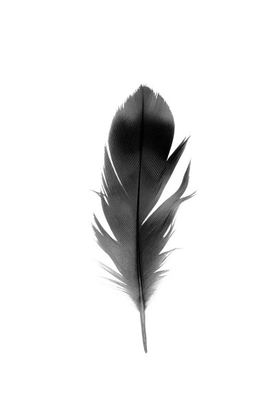 白色背景上的黑色羽毛图片下载