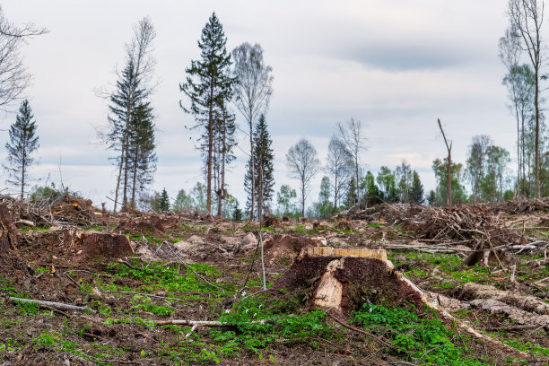 森林砍伐。日志站点的视图。树桩，倒下的树，树枝图片下载