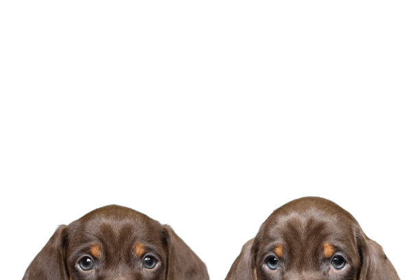 好奇的腊肠犬小狗窥视孤立的白色工作室背景复制空间图片下载