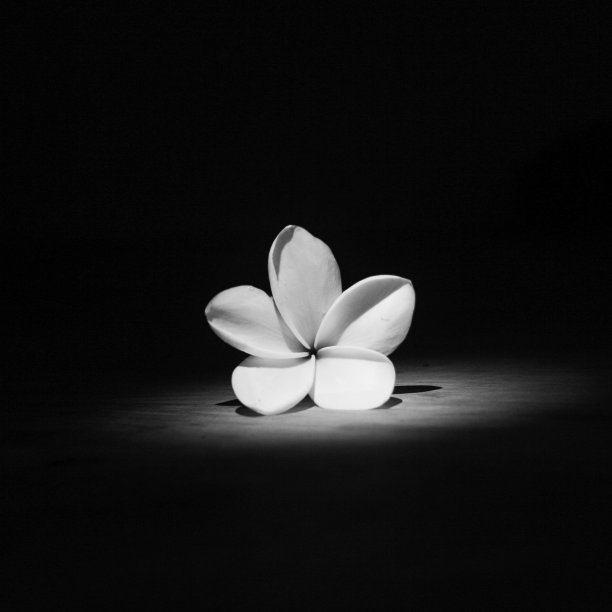 鸡蛋花花图片下载