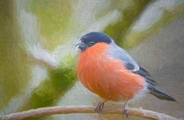 树上的红腹灰雀图片下载